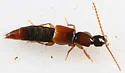 Pseudolathra collare - photo 4