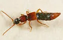 Pseudolathra collare - photo 5