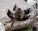 Filigree Skimmer - photo 2