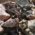 Filigree Skimmer - photo 4