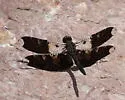Filigree Skimmer - photo 5