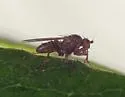 Pseudoleria longigena