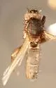 Pseudoleria longigena - photo 3