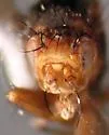 Pseudoleria longigena - photo 4