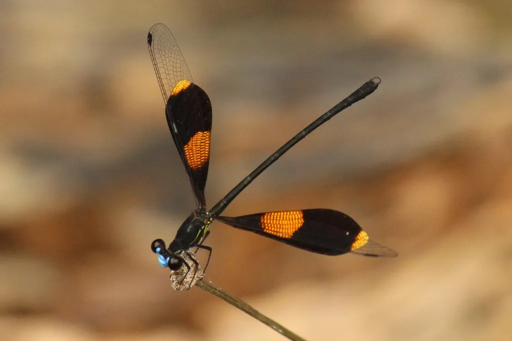 Pseudolestidae - photo 2