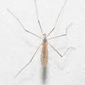 Pseudolimnophila australina