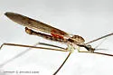 Pseudolimnophila contempta - photo 2