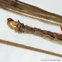 Pseudolimnophila contempta - photo 3