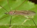 Pseudolimnophila contempta - photo 4