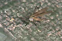 Pseudolimnophila inornata