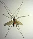 Pseudolimnophila inornata - photo 2