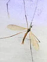 Pseudolimnophila inornata - photo 5