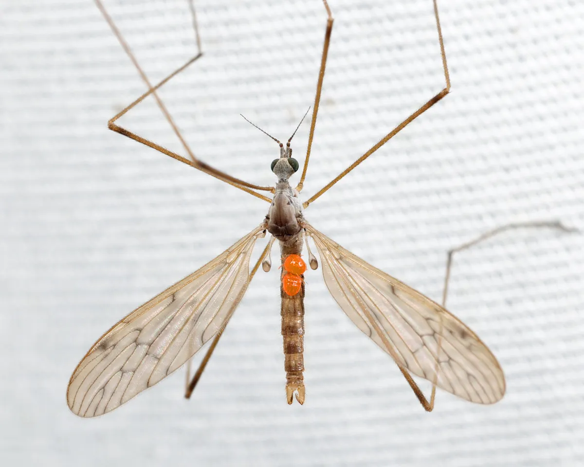 Pseudolimnophila luteipennis