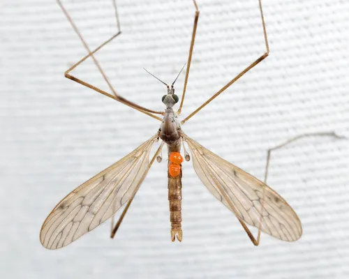 Pseudolimnophila luteipennis - photo 2