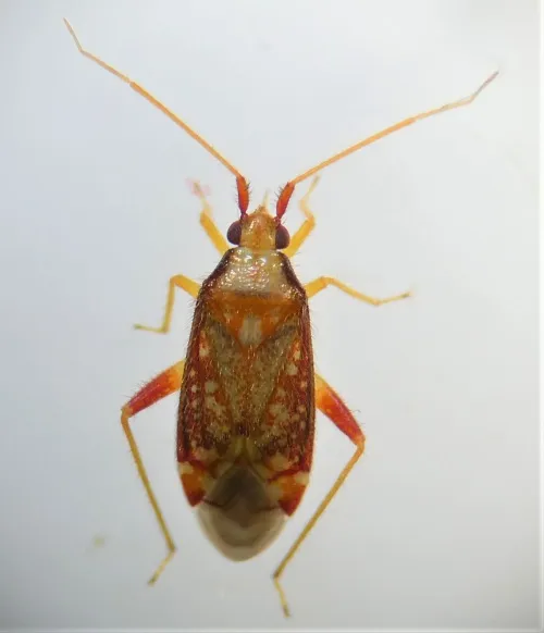 Pseudoloxops coccineus - photo 2
