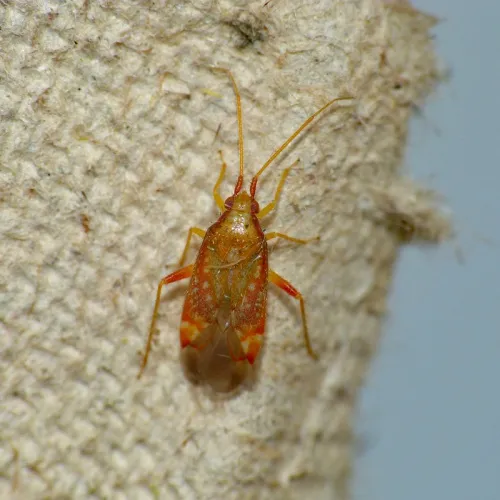 Pseudoloxops coccineus - photo 3