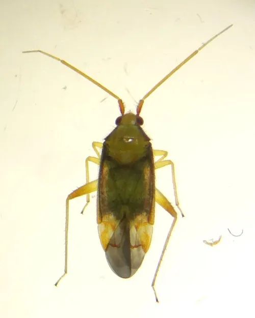 Pseudoloxops coccineus - photo 4