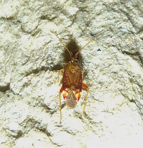 Pseudoloxops coccineus - photo 5
