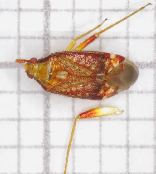 Pseudoloxops coccineus - photo 6