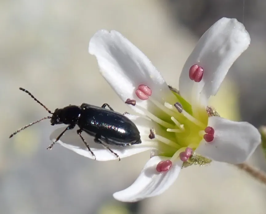 Pseudoluperus longulus - photo 2