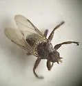 Pseudolynchia brunnea