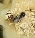 Pseudomacrotera turgiceps