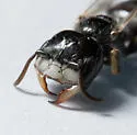 Pseudomacrotera turgiceps - photo 4
