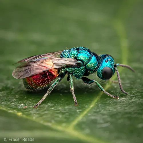 Pseudomalus auratus