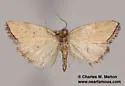 Pseudomarimatha flava - Hodges#9297.5 - photo 2