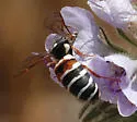 Pseudomasaris basirufus