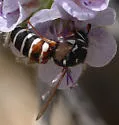 Pseudomasaris basirufus - photo 3