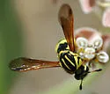 Pseudomasaris coquilletti