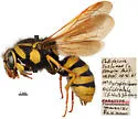 Pseudomasaris macneilli