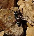 Pseudomasaris maculifrons