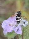 Pseudomasaris marginalis
