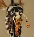 Pseudomasaris marginalis - photo 4
