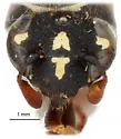 Pseudomasaris micheneri - photo 3