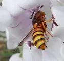 Pseudomasaris occidentalis - photo 2