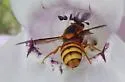 Pseudomasaris occidentalis - photo 3