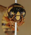 Pseudomasaris phaceliae