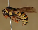 Pseudomasaris phaceliae - photo 2