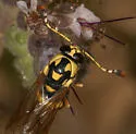 Pseudomasaris phaceliae - photo 3