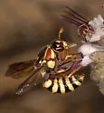 Pseudomasaris phaceliae - photo 4