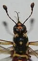 Pseudomasaris texanus - photo 2