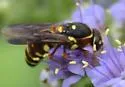 Pseudomasaris texanus - photo 4