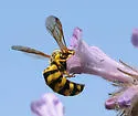 Pseudomasaris wheeleri - photo 2