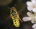 Pseudomasaris wheeleri - photo 3
