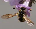 Pseudomasaris wheeleri - photo 4