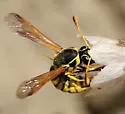 Pseudomasaris zonalis - photo 2