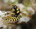 Pseudomasaris zonalis - photo 3